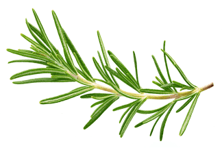Rosmarin 